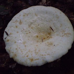 P8120515