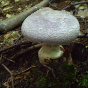 P8130554