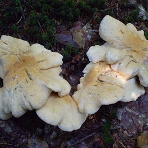 P8130555