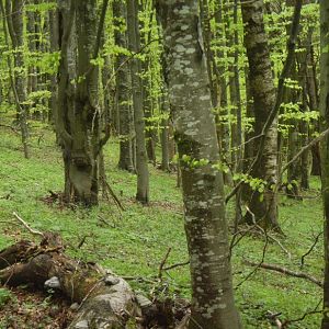 Карпаты.13-17.05.19 г.Хребет Аршыця.Райшток южного траверса.Озера Аршыця,Росохан,Лужки