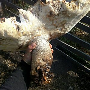 Гриб 1,8 кг.