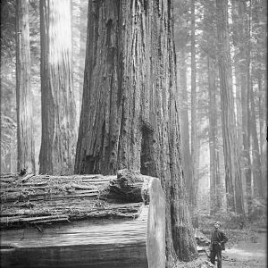 Northern California