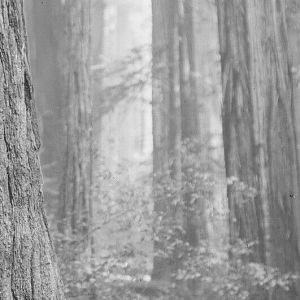 Northern California