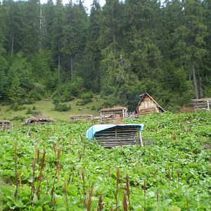 P7182907