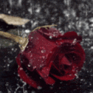 MP46926364_123494727904
