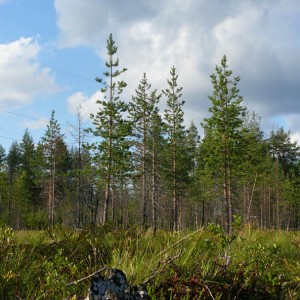 img_30559_211.jpg