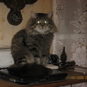 img_36478_5302.jpg