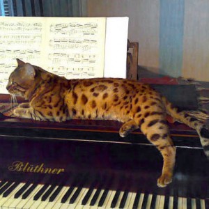 Бенгальские коты