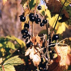 img_62410_8392.jpg