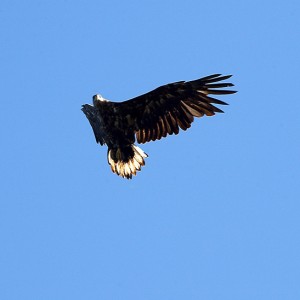 img_62412_8392.jpg