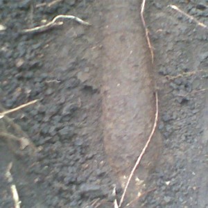 img_86941_26364.jpg