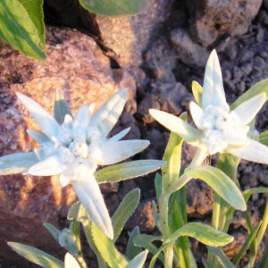 Meine Edelweiss
