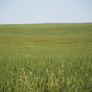 img_88089_7821.jpg