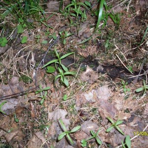 img_88196_8891.jpg