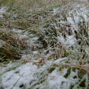img_109861_8392.jpg