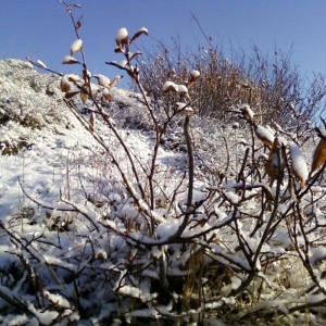 img_119458_8392.jpg