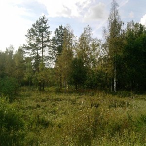 img_125574_8891.jpg
