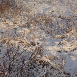 img_126451_8392.jpg