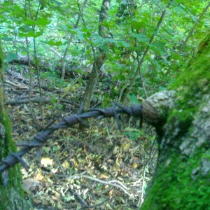 img_131401_32959.jpg