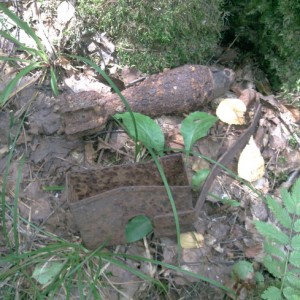img_178666_37239.jpeg