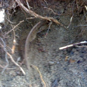 img_190793_11338.jpg