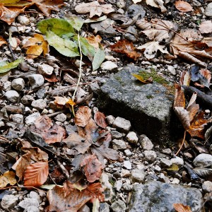 img_200333_1.jpg