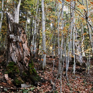 img_200338_1.jpg