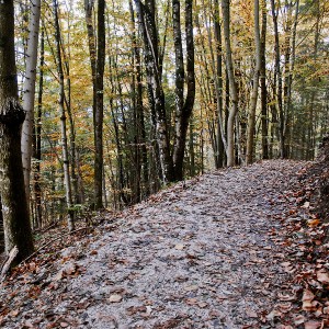 img_200341_1.jpg