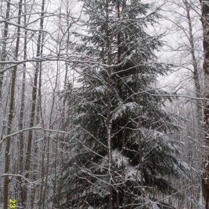 img_242873_8891.jpg