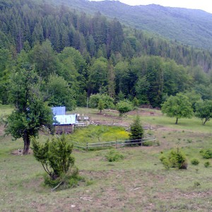 img_266022_38563.jpg