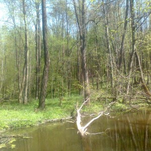 img_271332_46358.jpg