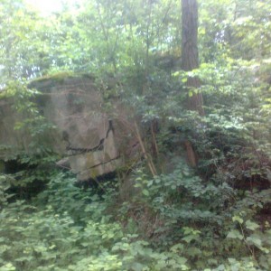 img_271335_46358.jpg