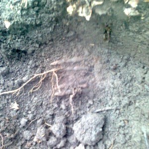 img_271356_46358.jpg