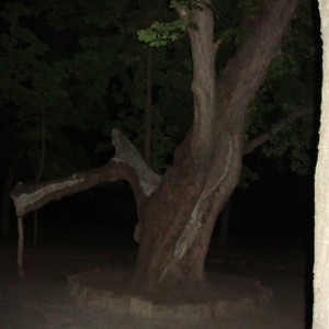 img_283914_8392.jpg
