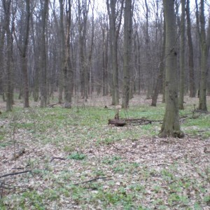 img_287986_46358.jpg