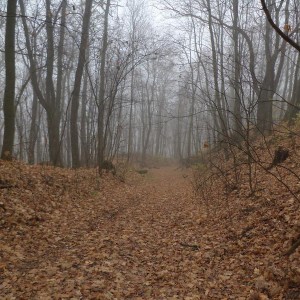 img_306317_64752.jpg