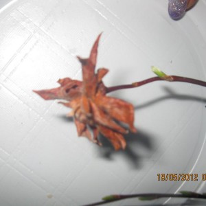 img_307302_23094.jpg