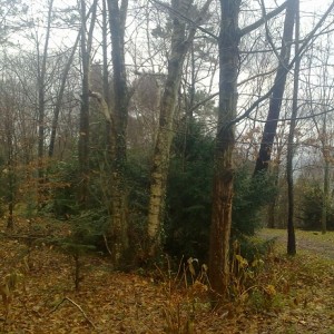 img_319640_43254.jpg