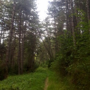 img_319666_43254.jpg