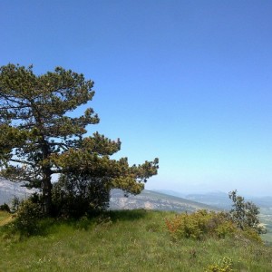 img_319677_43254.jpg