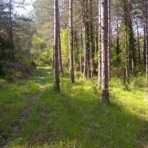 img_319834_43254.jpg