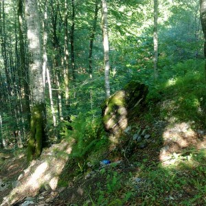 img_319849_43254.jpg