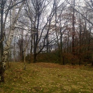 img_319855_43254.jpg
