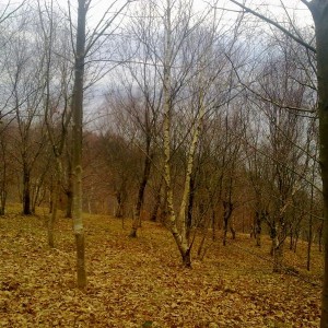 img_319859_43254.jpg