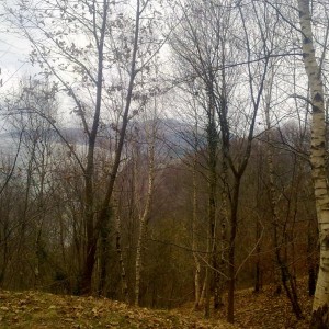 img_319860_43254.jpg
