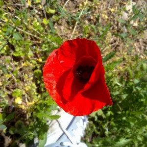 img_319882_43254.jpg