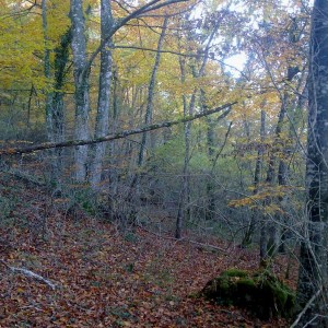 img_320097_43254.jpg