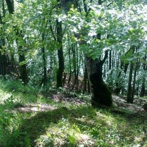 img_320105_43254.jpg