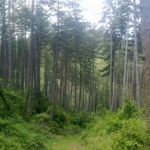 img_320109_43254.jpg