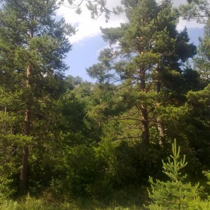 img_320121_43254.jpg